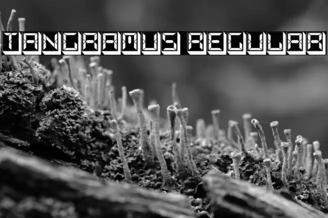 Tangramus Regular Polices examples