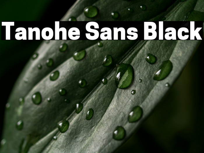 Tanohe Sans Black Example 3