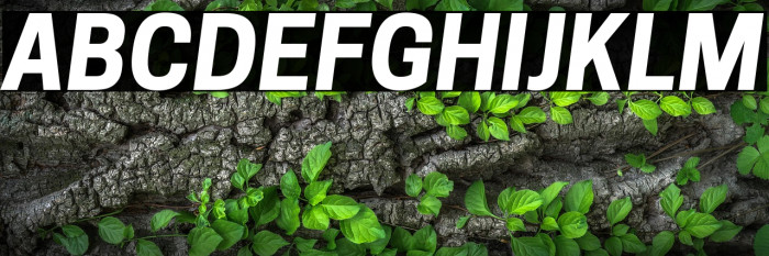 Tanohe Sans Bold Italic Example 1