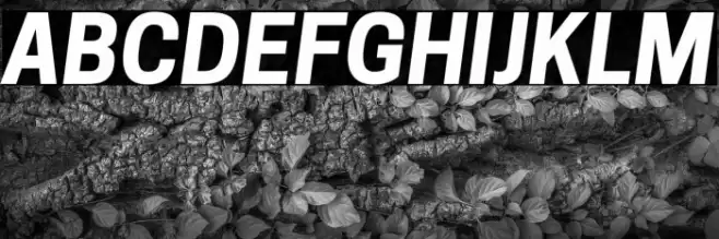 Tanohe Sans Bold Italic Font examples