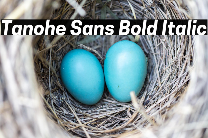 Tanohe Sans Bold Italic Example 1