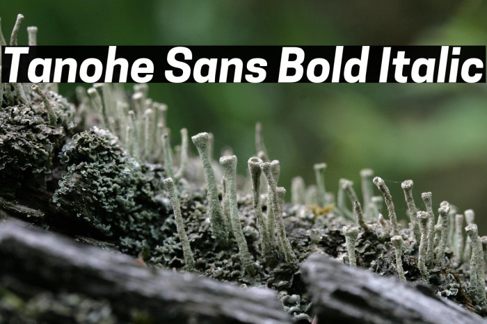 Tanohe Sans Bold Italic Example 3