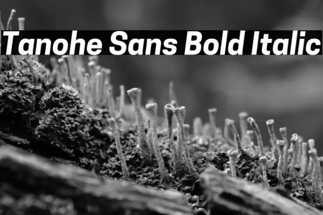 Tanohe Sans Bold Italic Font examples