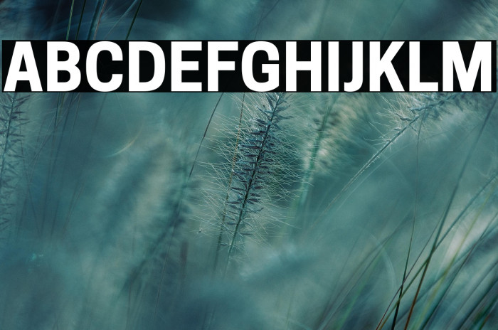 Tanohe Sans Bold Example 1