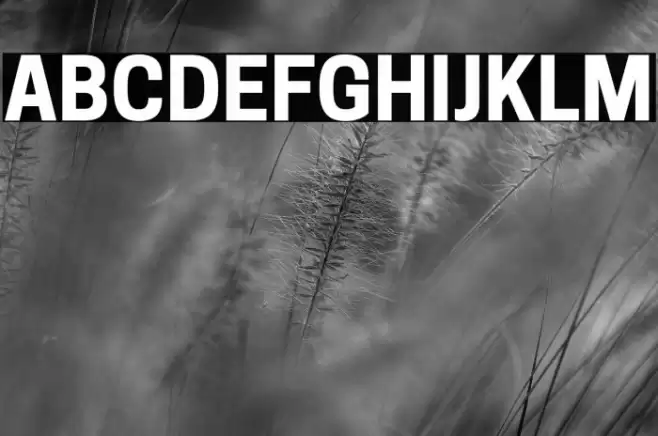 Tanohe Sans Bold Font examples