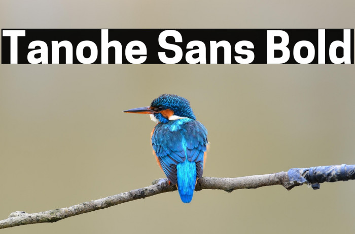 Tanohe Sans Bold Example 1