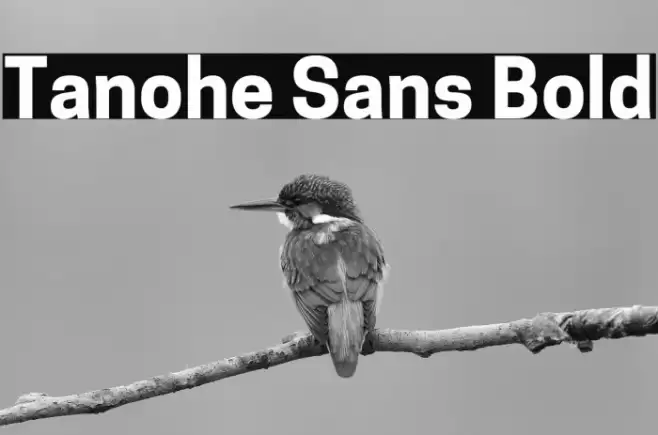 Tanohe Sans Bold Font examples