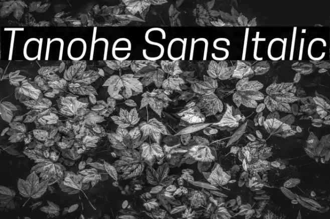 Tanohe Sans Italic Font examples