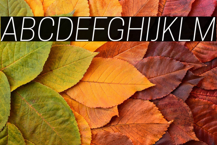 Tanohe Sans Light Italic Example 2