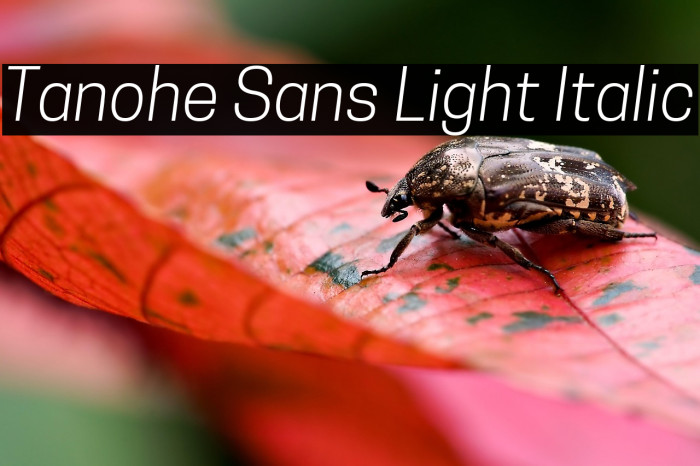 Tanohe Sans Light Italic Example 2