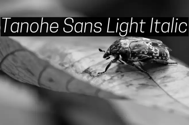 Tanohe Sans Light Italic Font examples