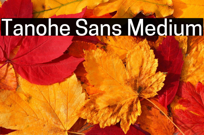 Tanohe Sans Medium Example 2