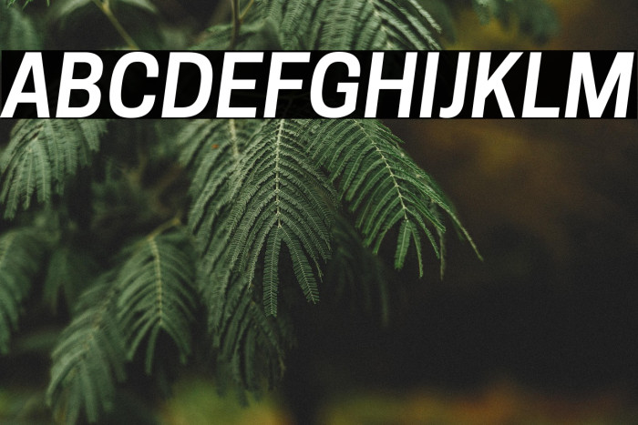 Tanohe Sans SemiBold Italic Example 3