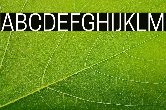 Tanohe Sans Example 1