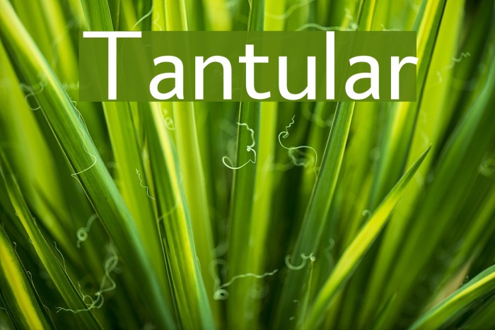 Tantular Font examples