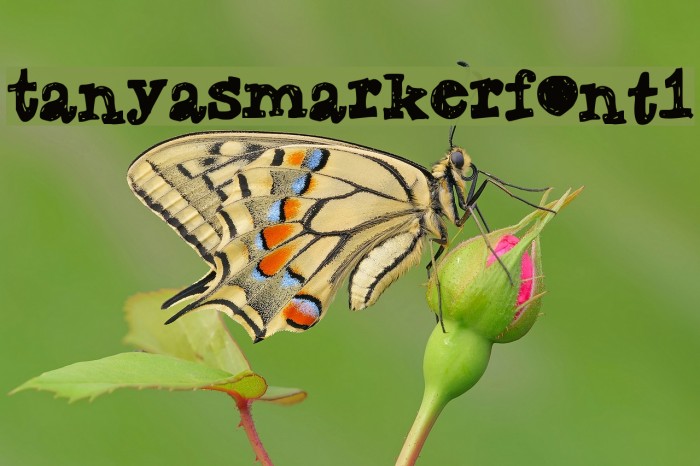 TanyasMarkerFont1 Example 3