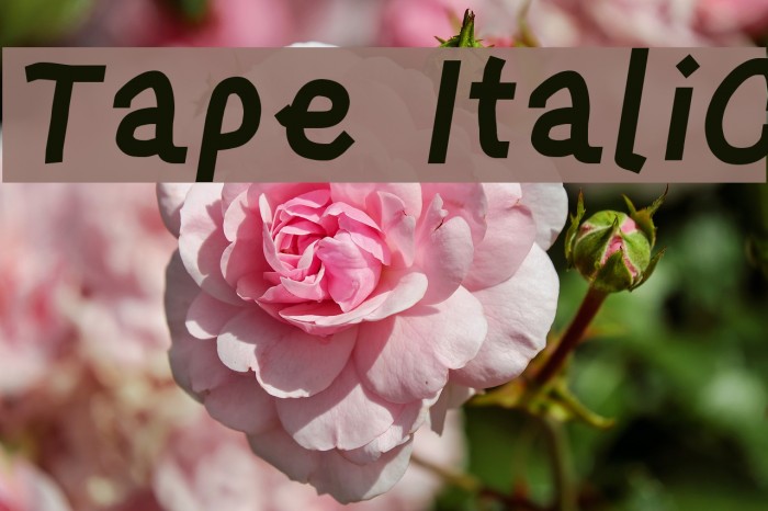 Tape Italic Font examples