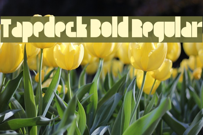 Tapedeck Bold Regular Font examples