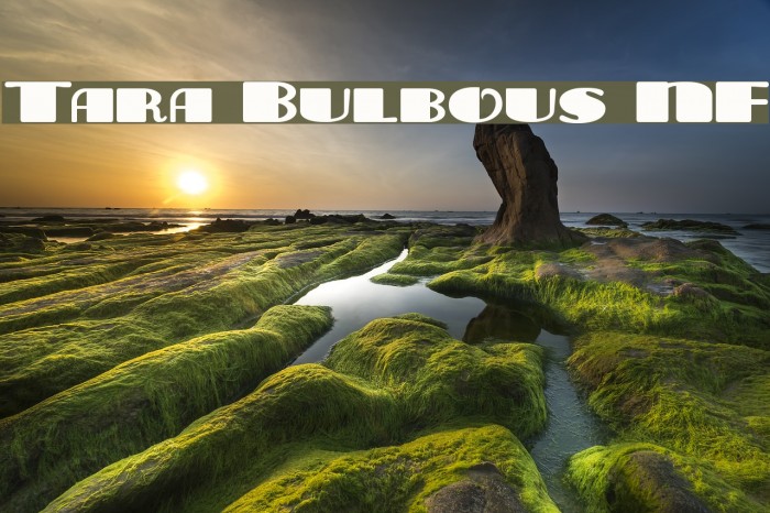 Tara Bulbous NF Font examples