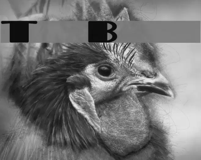 TaraBulbous Font examples