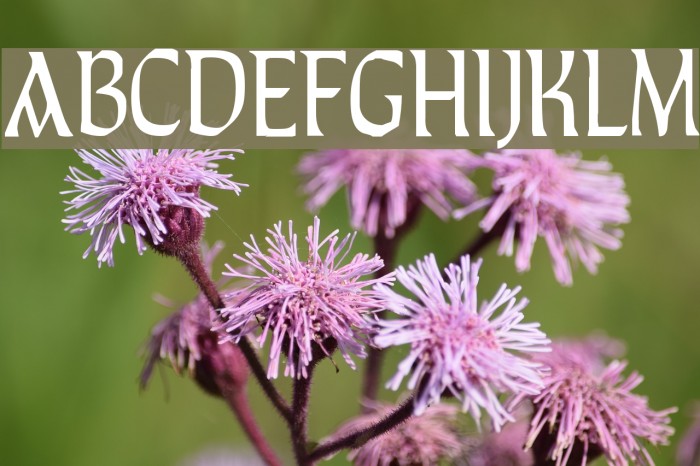 TaraType Font examples