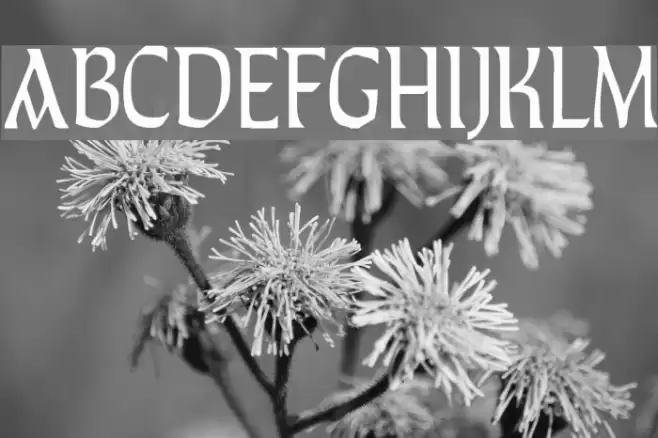 TaraType Polices examples