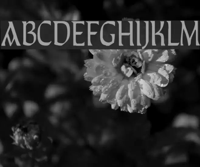 TaraType Polices examples