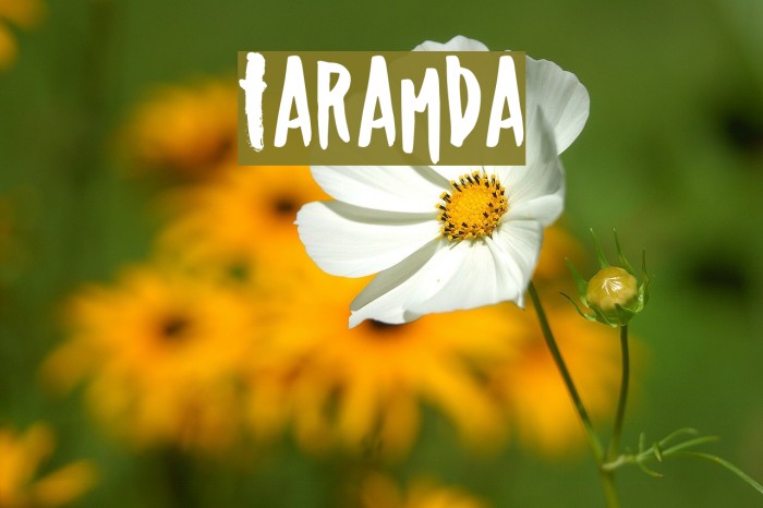 Taramda Шрифта examples