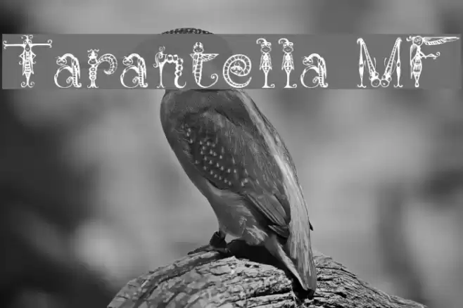 Tarantella MF Font examples