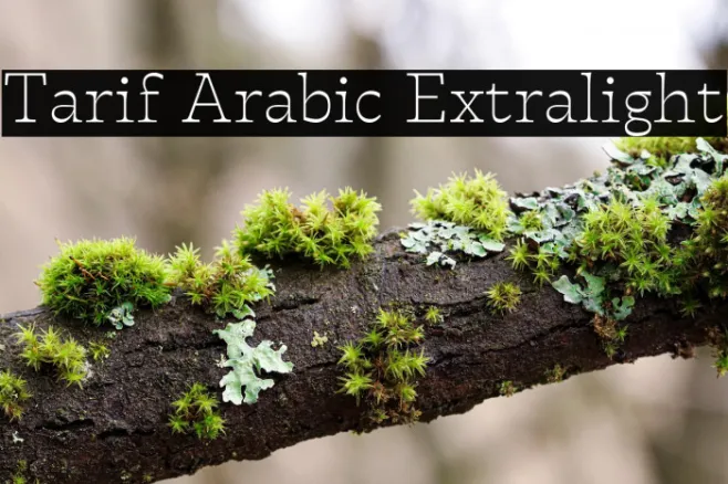 Tarif Arabic Extralight Example 3