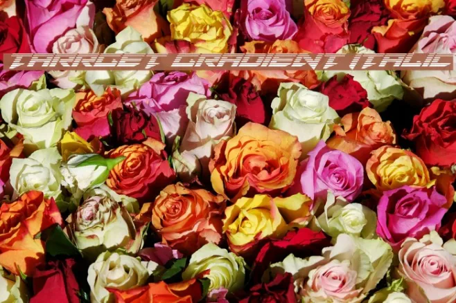 Tarrget Gradient Italic Example 1