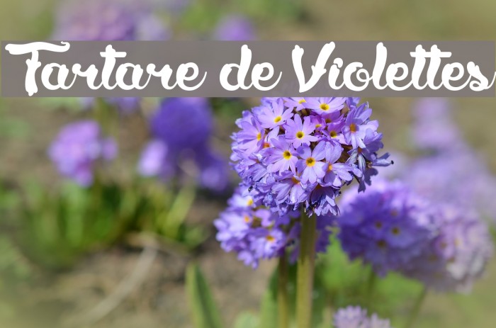 Tartare de Violettes Font examples
