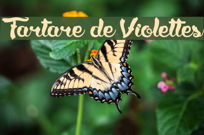Tartare de Violettes Font examples