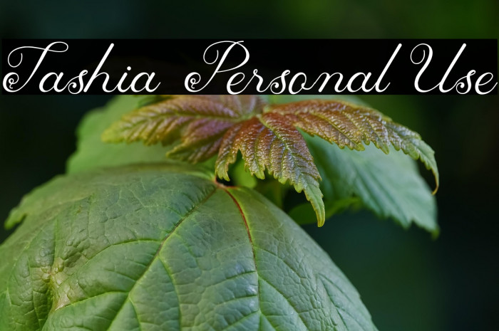 Tashia Personal Use Example 1