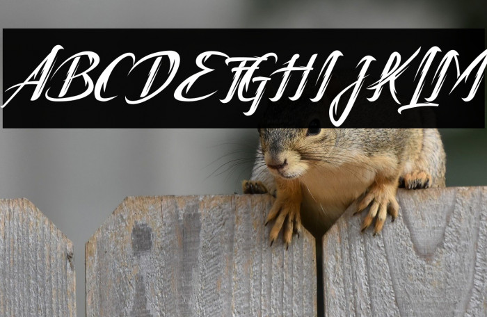 Tattofoo Trl Example 1