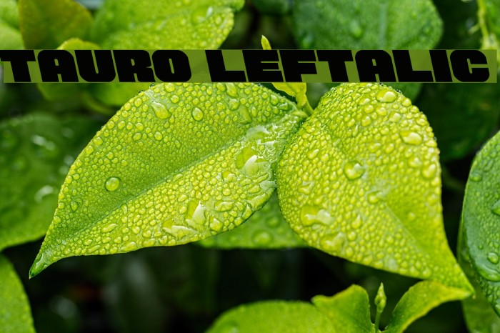 Tauro Leftalic Font examples