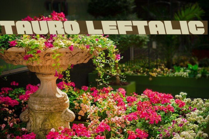 Tauro Leftalic Font examples