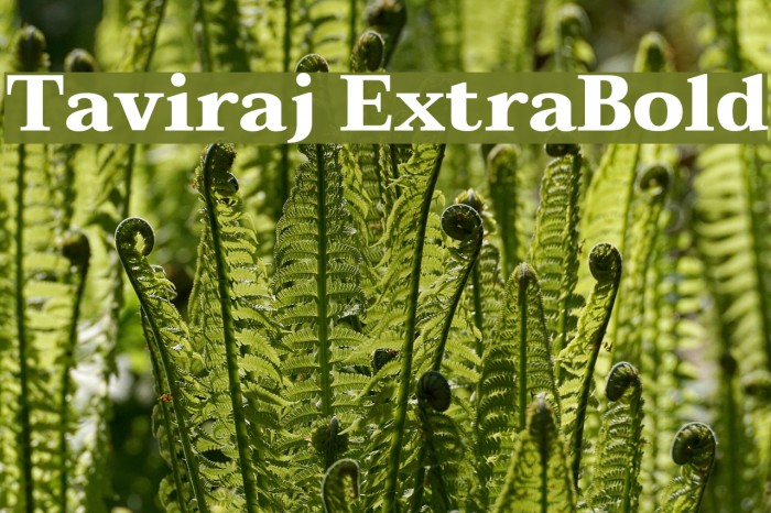 Taviraj ExtraBold Font examples
