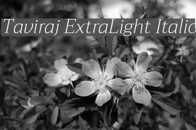 Taviraj ExtraLight Italic  examples