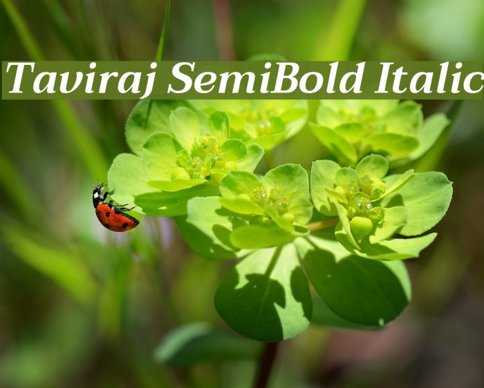 Taviraj SemiBold Italic Font examples