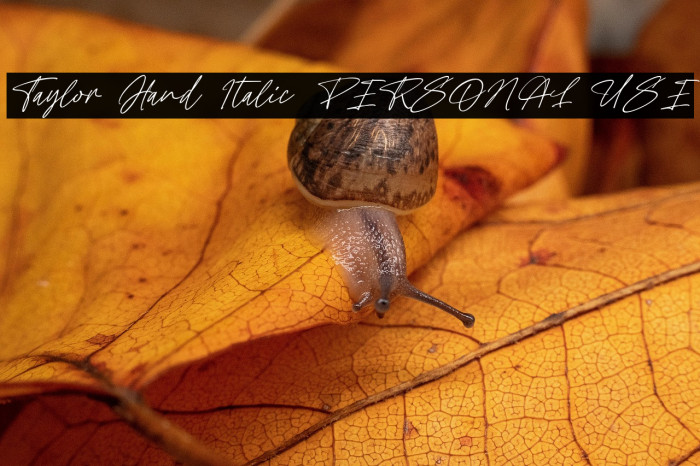 Taylor Hand Italic PERSONAL USE Example 2