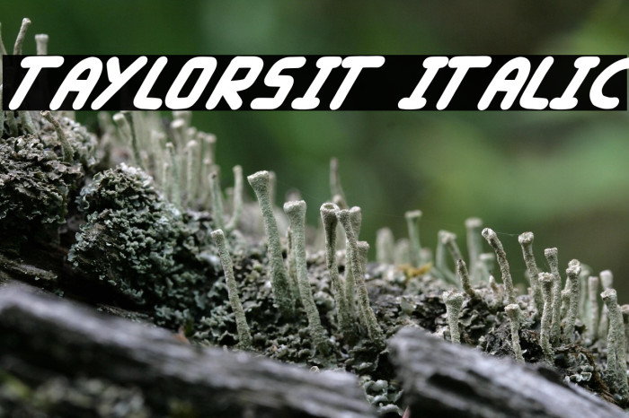 Taylorsit Italic Example 3