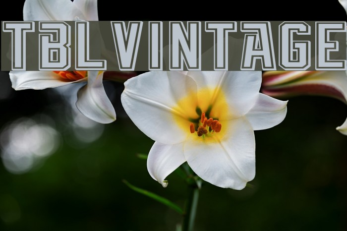 TBL_Vintage Font examples