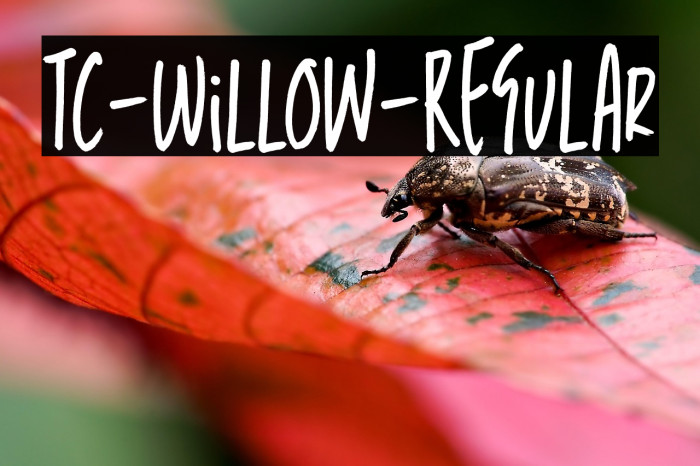 TC-Willow-Regular Example 2