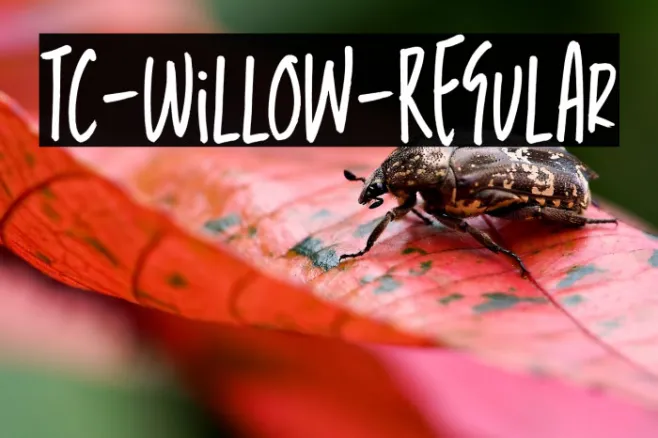 TC-Willow-Regular Example 2