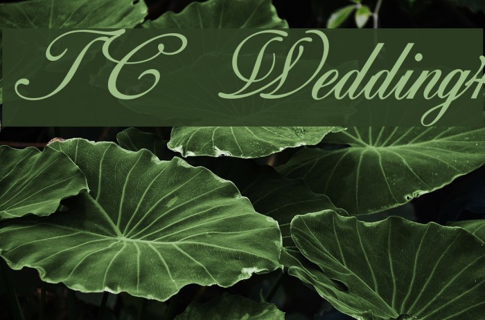 TC _Wedding4 Font examples