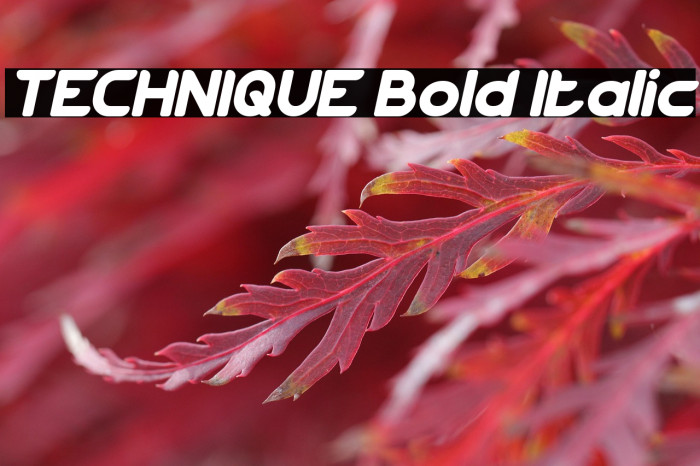 TECHNIQUE Bold Italic Example 2