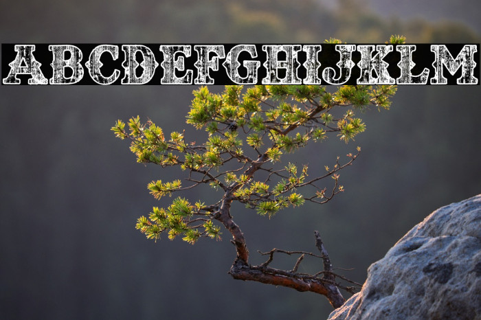 TEXASWOOD PERSONAL USE Bold Example 3