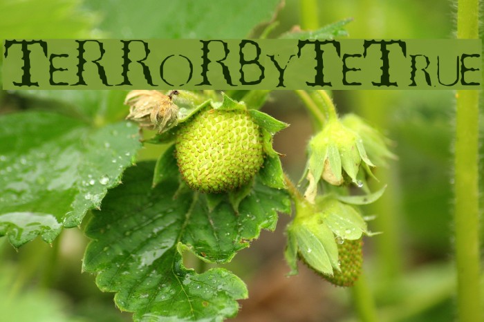 TeRRoR_ByTe_True Font examples