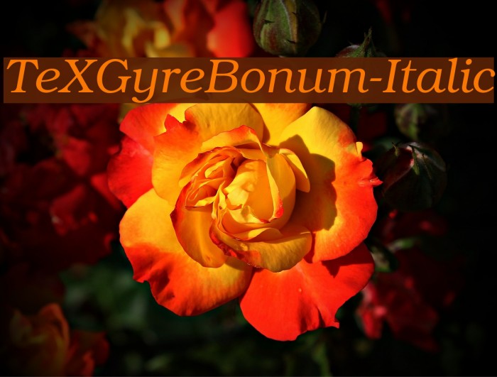 TeXGyreBonum-Italic Font examples